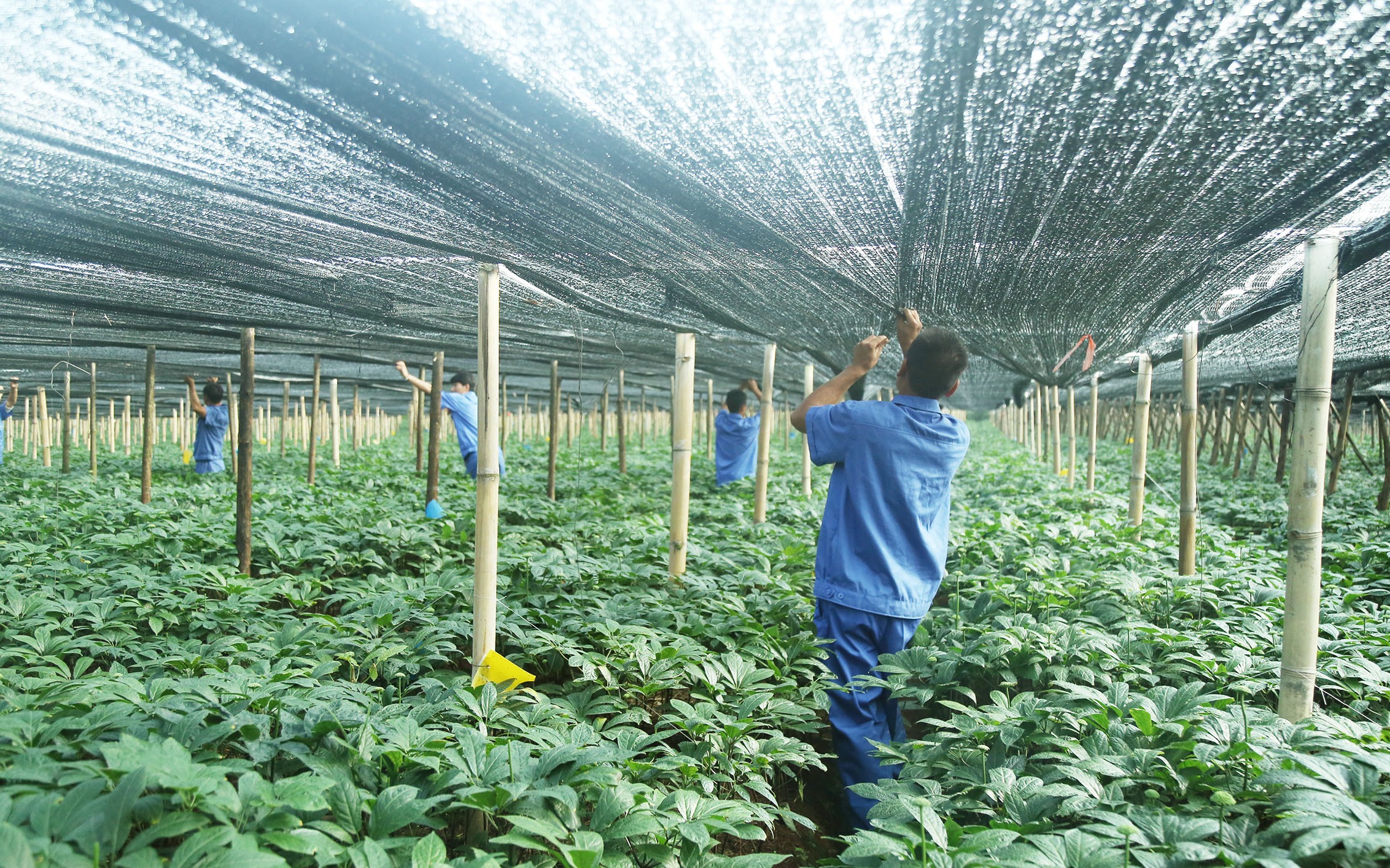 三七遮陽網(wǎng)及搭建技術(shù)