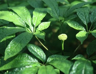 三七是什么？