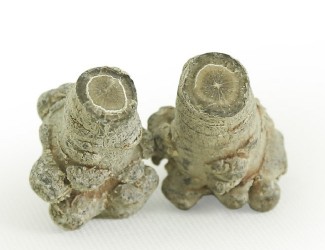 三七的頭數(shù)是什么？