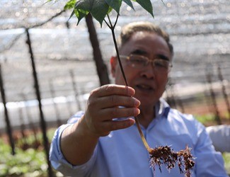 三七是做的最大、研究最好最深的中藥大品種