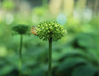 必看！你適合吃三七嗎？