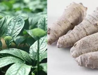 如何挑選道地的三七，買(mǎi)三七需要注意的四點(diǎn)事項(xiàng)