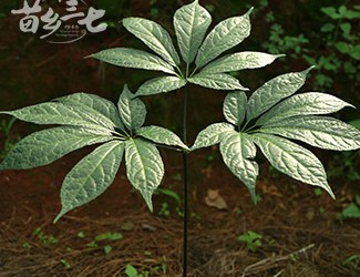 三七與土三七的區(qū)別，土三七含有毒性