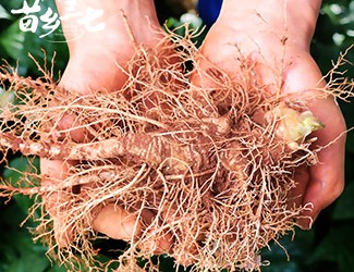 鮮三七和干三七哪個(gè)效果好，二者區(qū)別對(duì)比