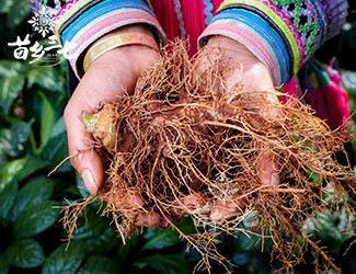 三七補虛強壯，保護心血管