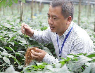 首個國家三七新品種誕生記——第3季