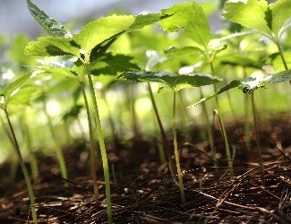 三七的一生——移栽、日常照料（三）