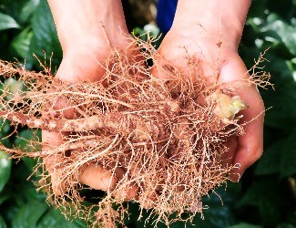 三七圖片大全/三七的一生——采挖、初/精加工（五）