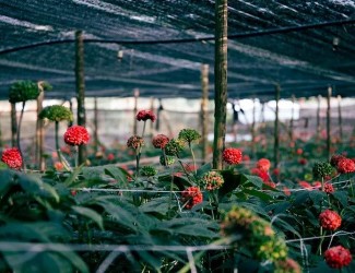 重磅炸彈！三七行業(yè)重大政策調(diào)整今年6月1日起開始實(shí)施！