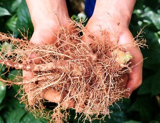 氣短乏力，胸悶心悸就喝——三七健心復(fù)脈酒