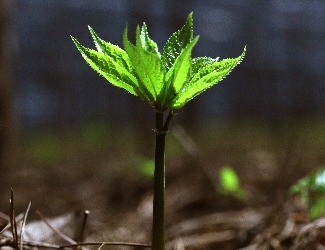 歷史上導(dǎo)致三七價(jià)格暴跌的罪魁禍?zhǔn)椎降资钦l(shuí)？（一）