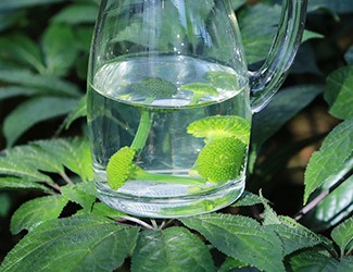 三七怎么吃——三七花雪碧飲，夏日里的一杯“怡紅快綠”