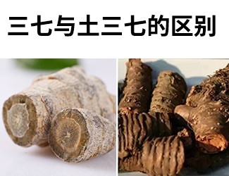 揭秘土三七和三七的差異性，警惕吃錯易導致肝臟衰竭
