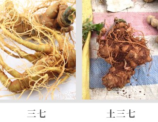 文山三七價格琳瑯滿目，當(dāng)心三七和土三七區(qū)別