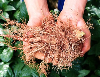 服用三七，也別忘了試試鮮三七