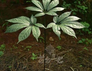 三七粉沖水的正確吃法，四個(gè)沖泡要領(lǐng)你知道幾個(gè)？